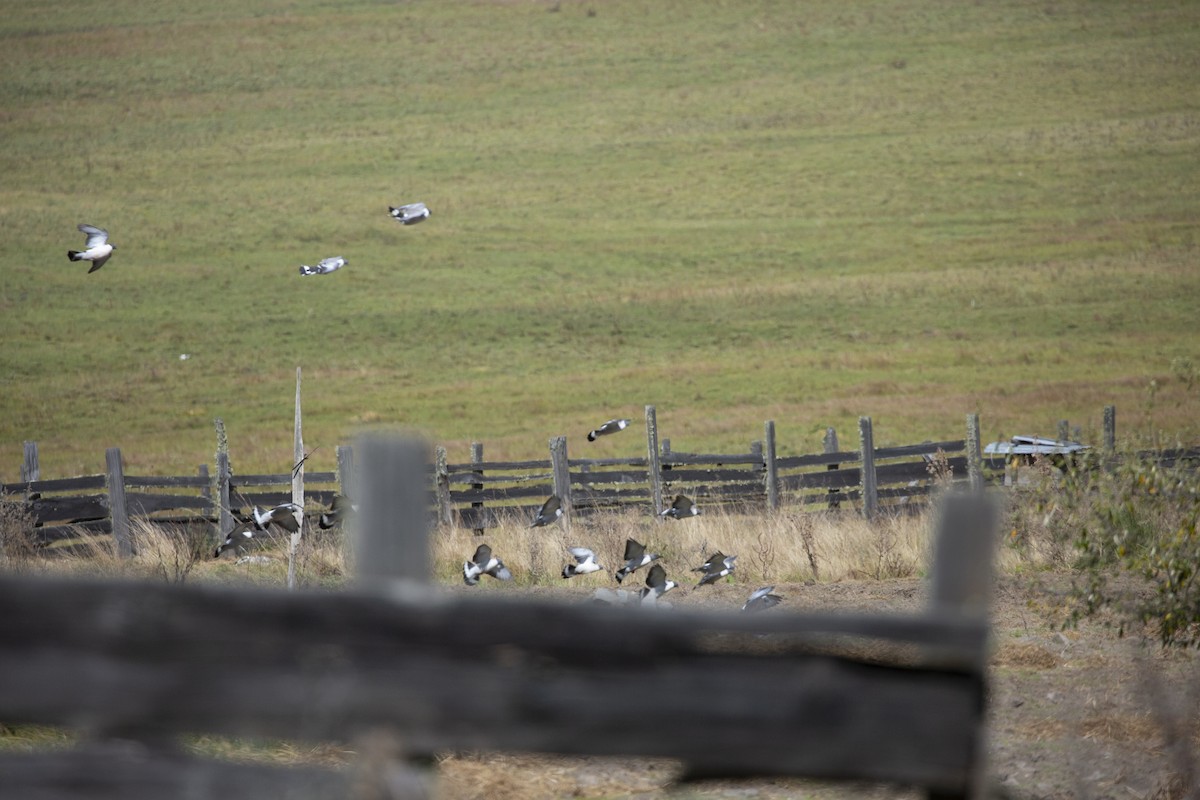 Snow Pigeon - ML625908224