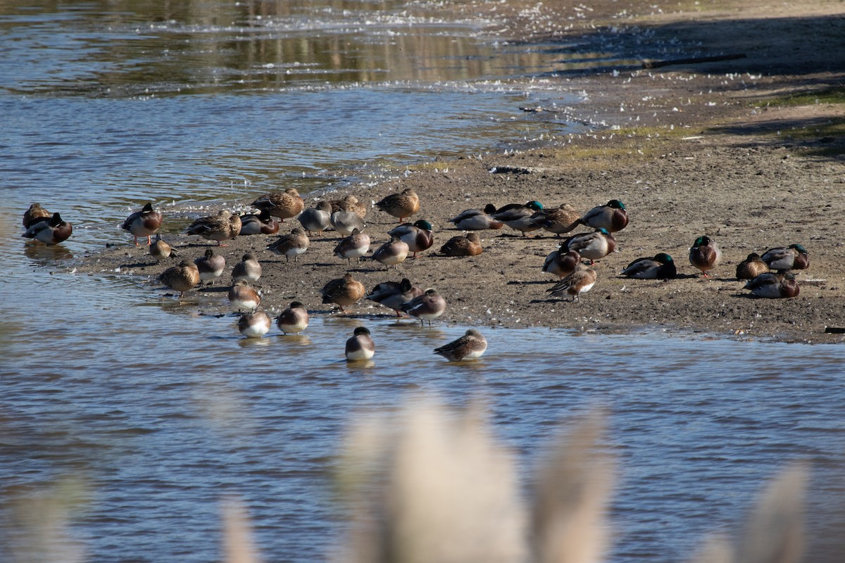 American Wigeon - ML625908293