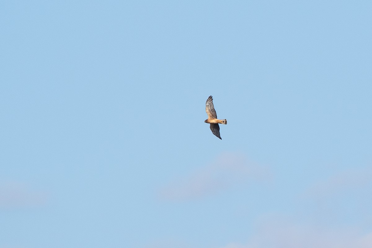 Northern Harrier - ML625908298