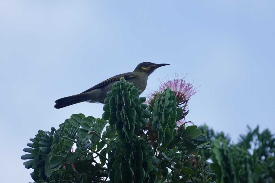 Eastern Wattled-Honeyeater - ML625908308