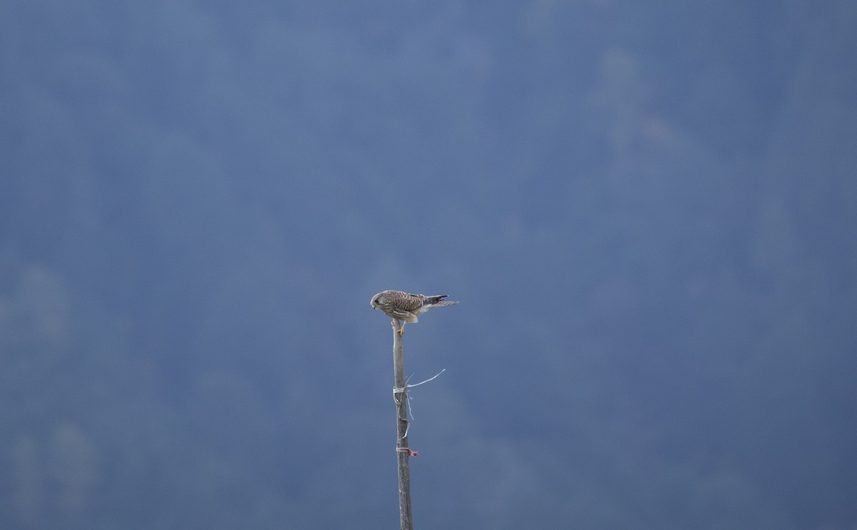 Eurasian Kestrel - ML625908354