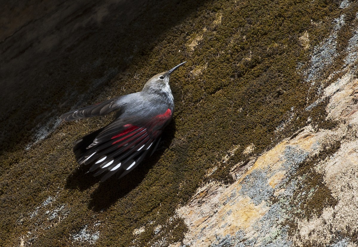 Wallcreeper - ML625908358