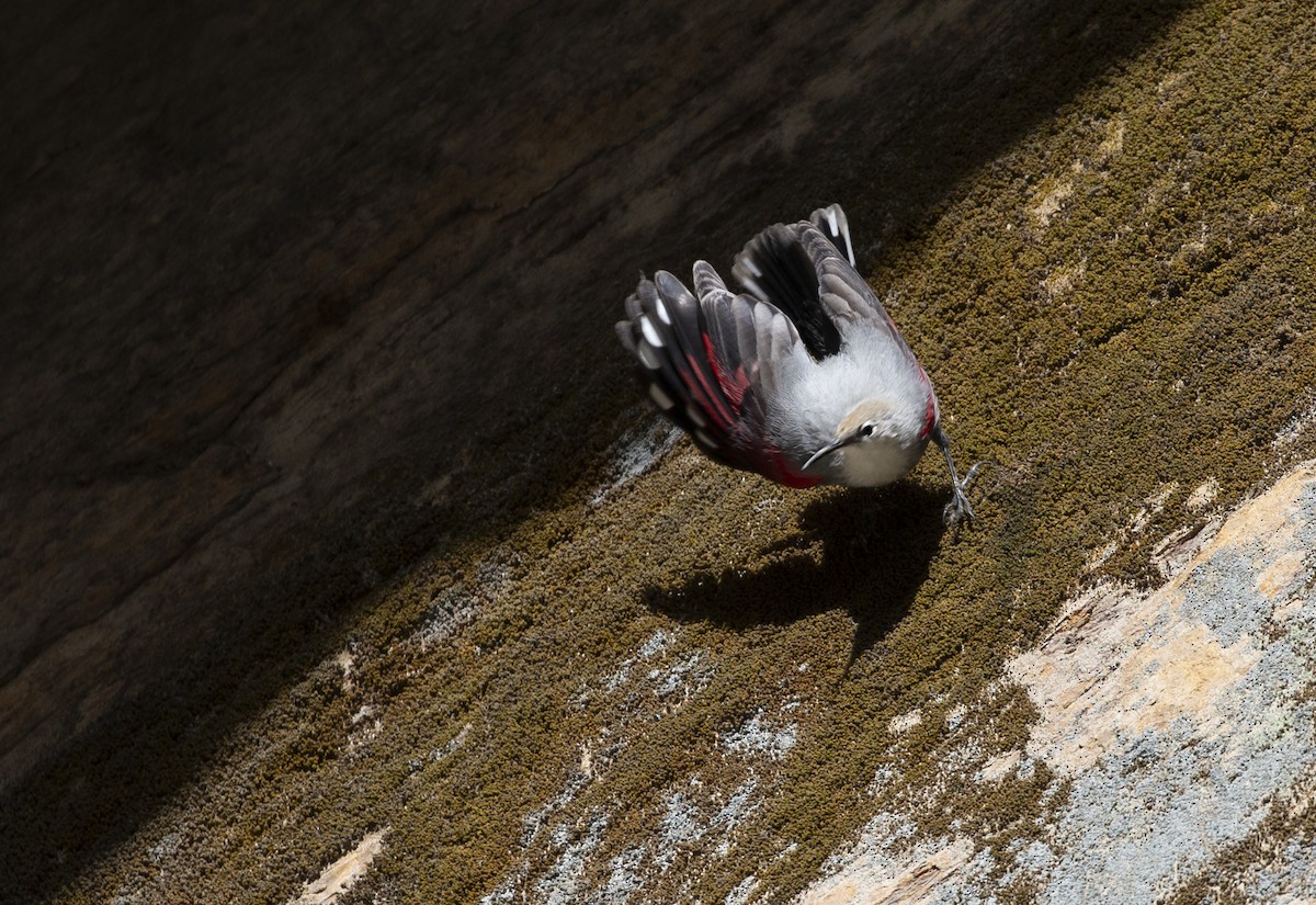 Wallcreeper - ML625908359