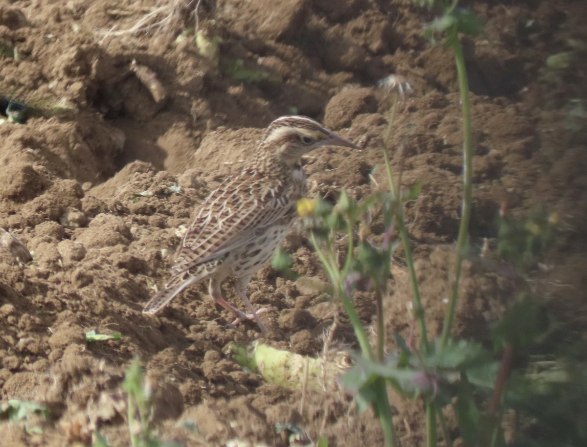 Western Meadowlark - ML625908439