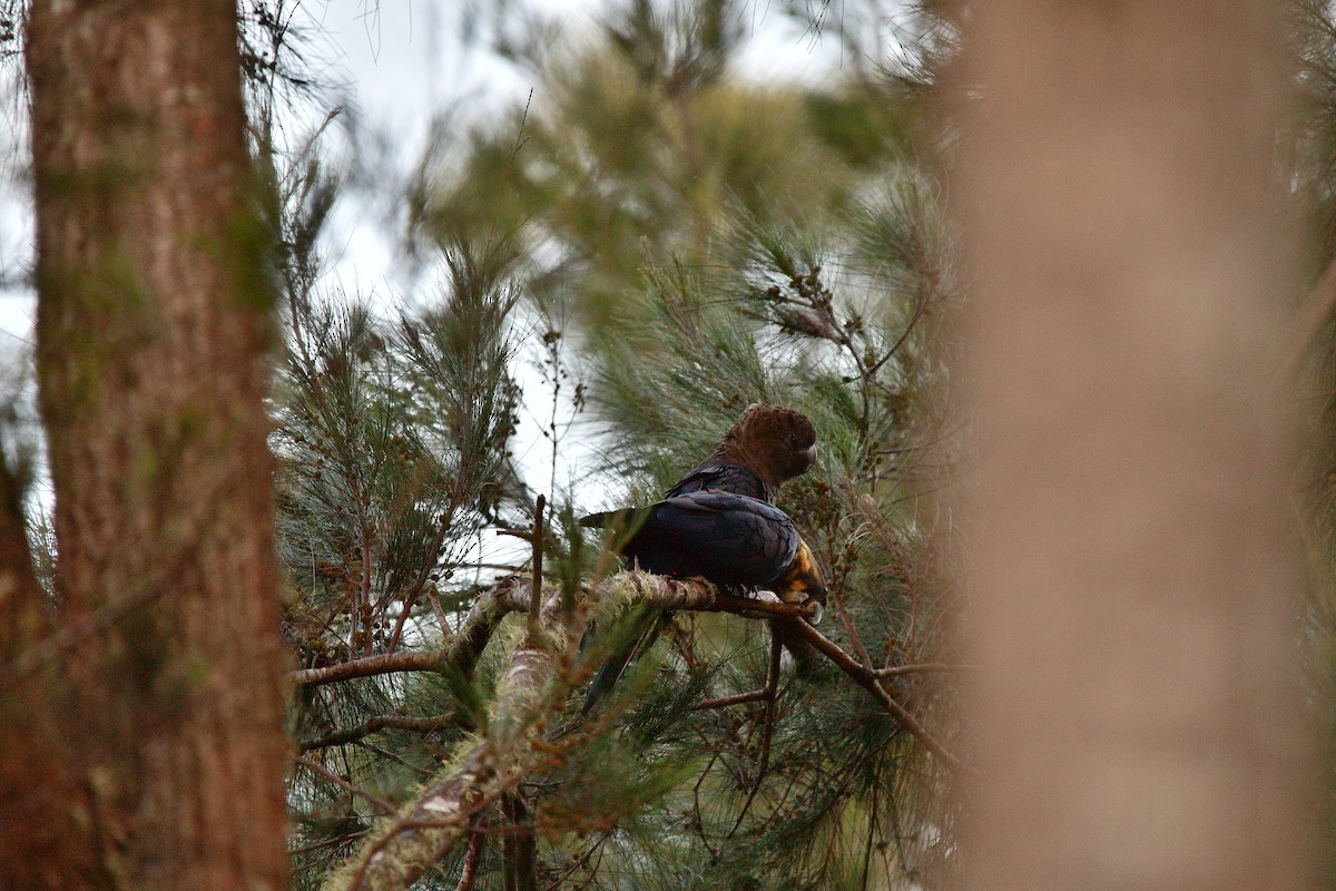 Glossy Black-Cockatoo - ML625908448
