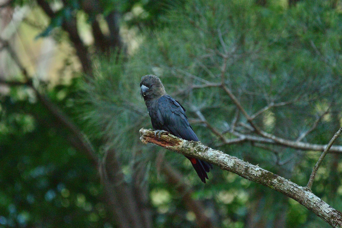 Glossy Black-Cockatoo - ML625908449