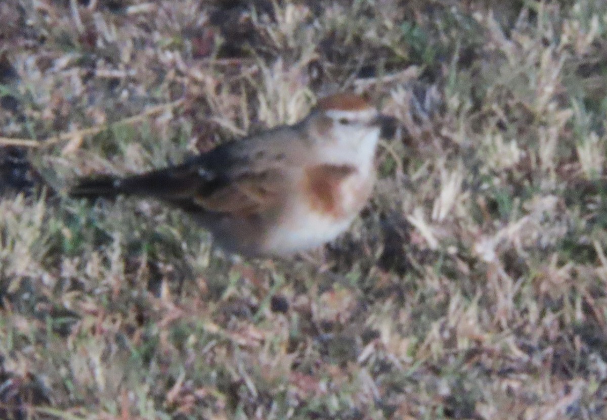 Red-capped Lark - ML625908466