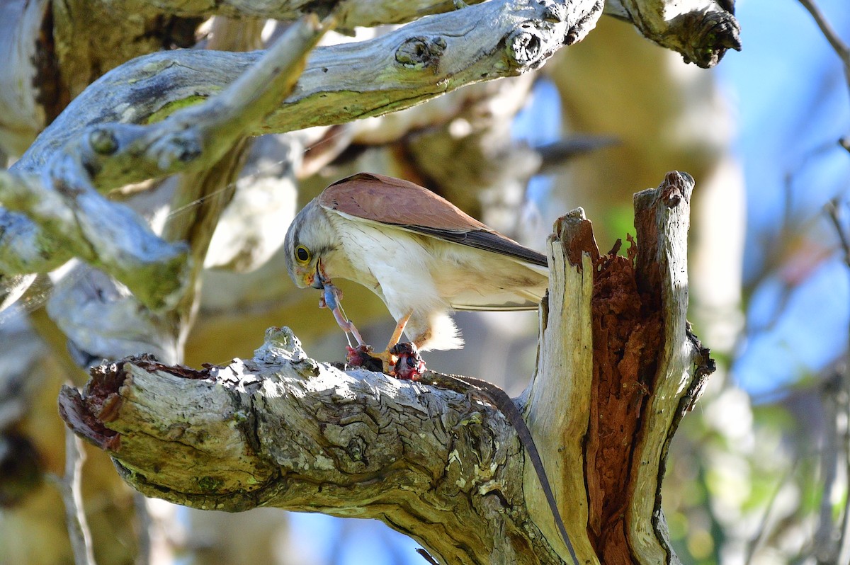 Nankeen Kestrel - ML625908474