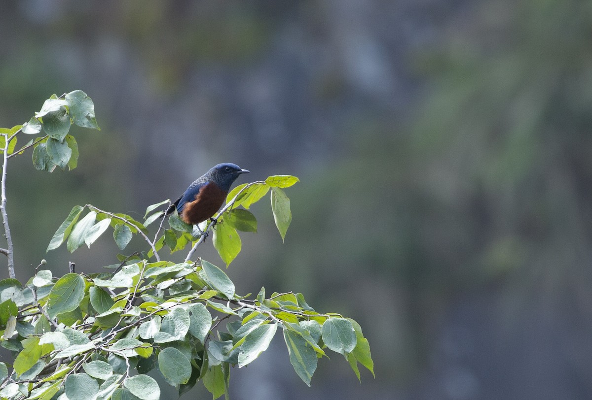 Chestnut-bellied Rock-Thrush - ML625908475