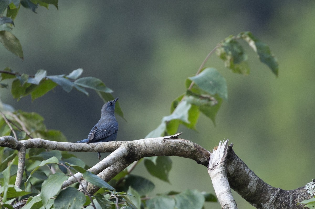 Blue Rock-Thrush - ML625908477