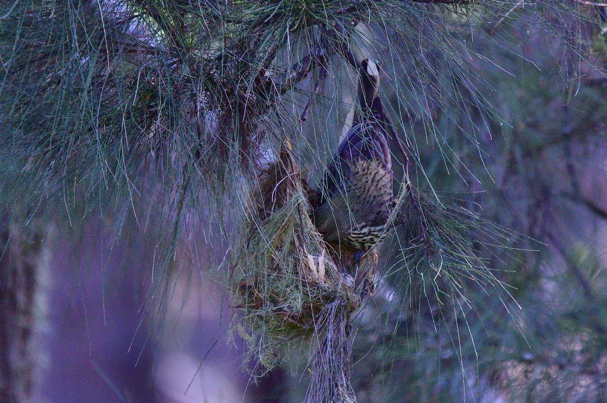 Olive-backed Oriole - ML625908479