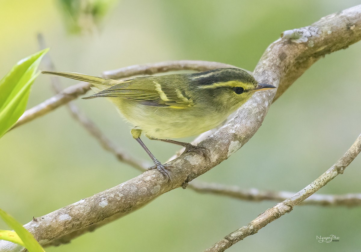 Davison's Leaf Warbler - ML625908537