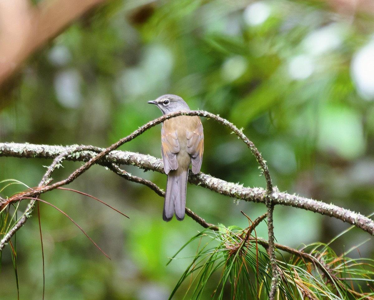 Brown-backed Solitaire - ML625908553