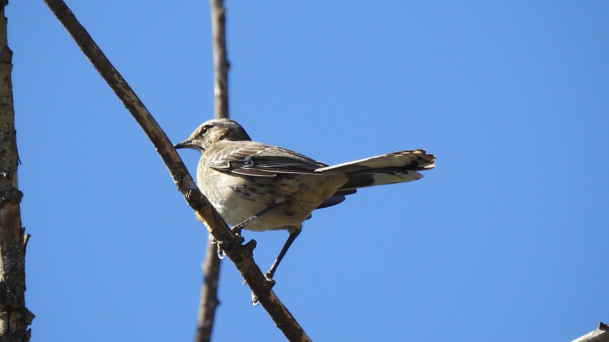 Tenka Taklitçisi - ML625908787