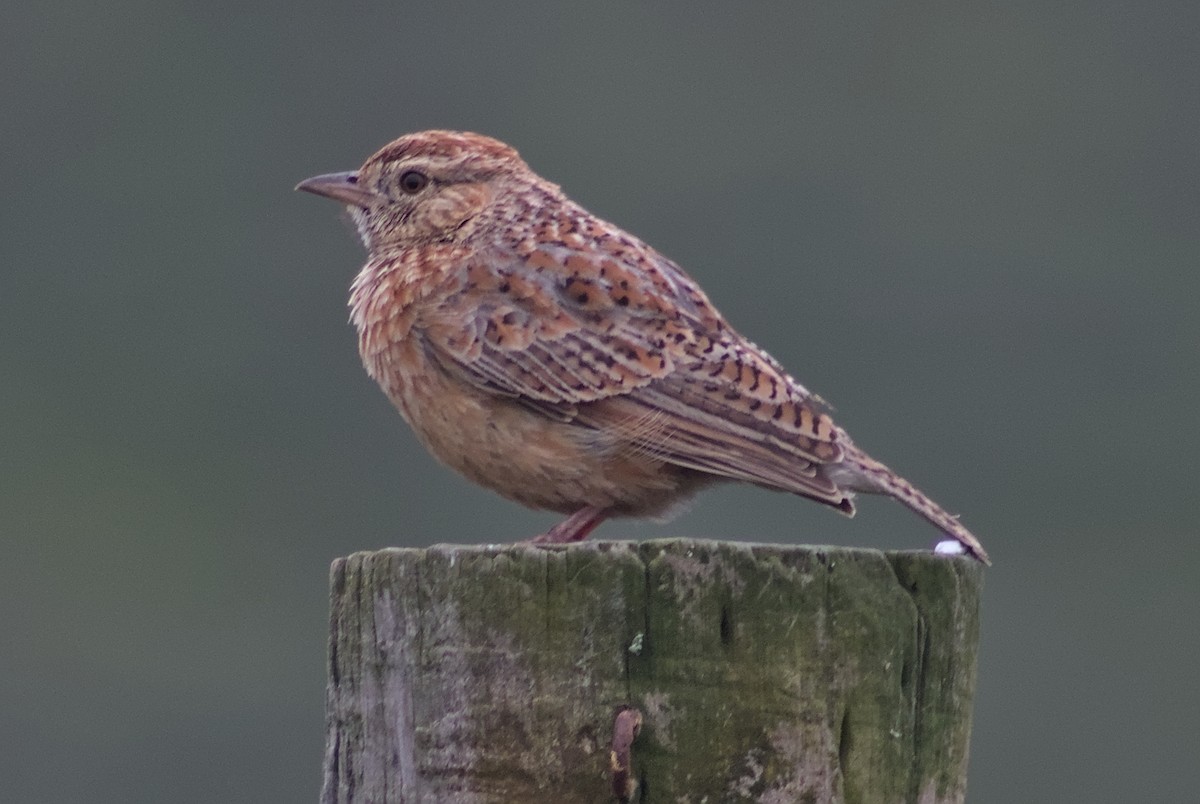 Cape Clapper Lark - ML625909116
