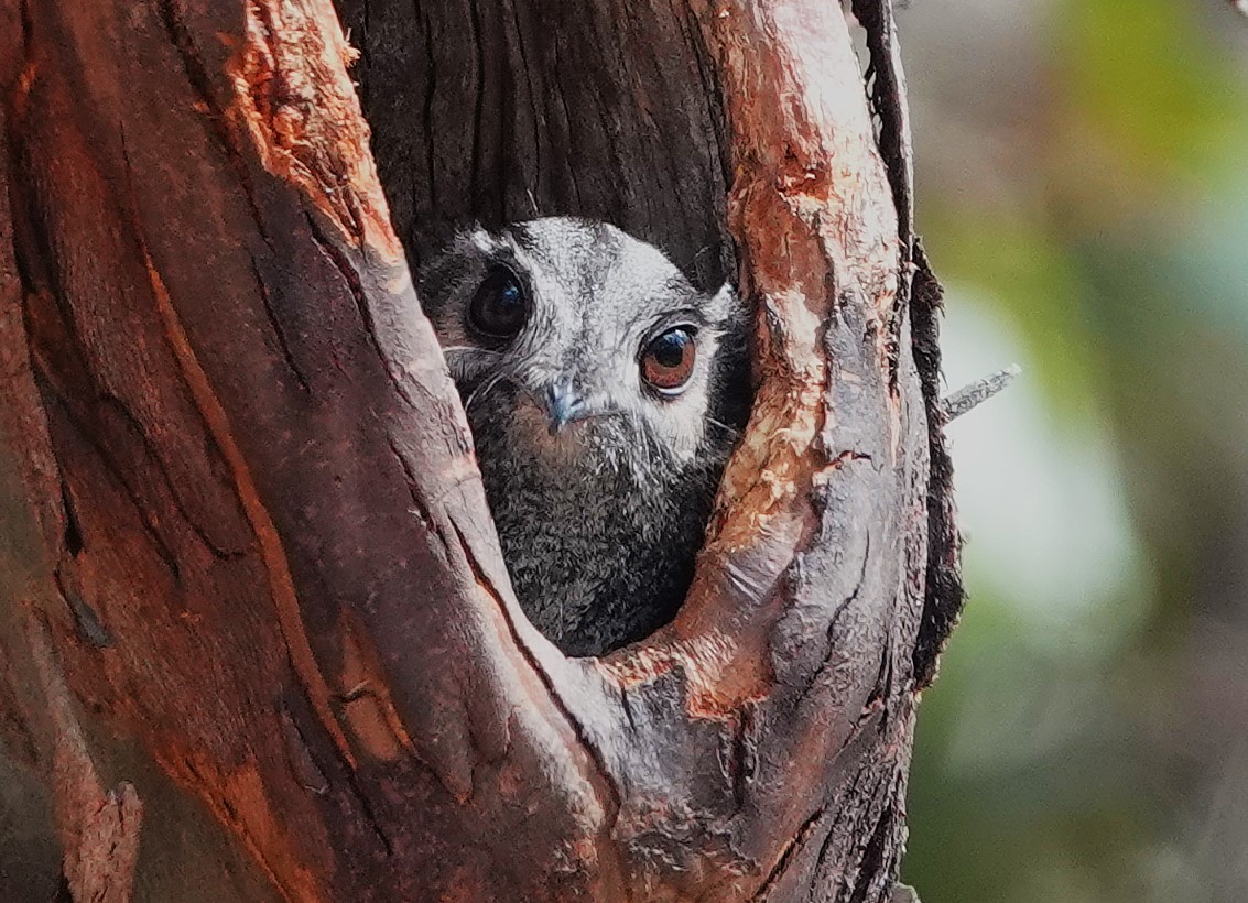 Australian Owlet-nightjar - ML625909128