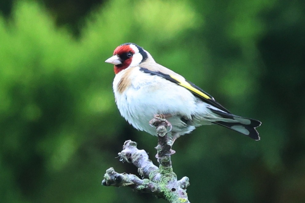 stillits - ML625909351