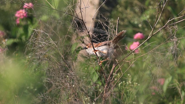 Yellow-eyed Babbler - ML625909420