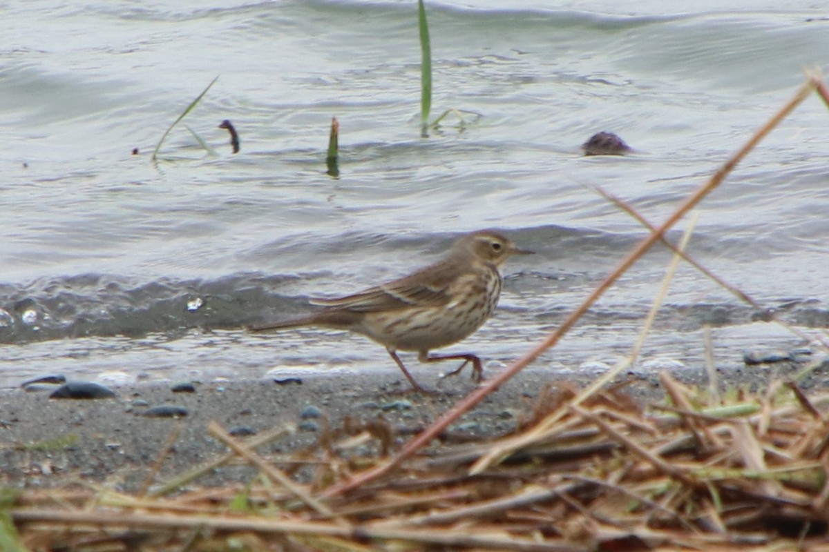 Щеврик японський - ML625909439