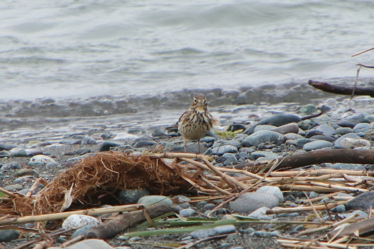 Щеврик японський - ML625909440