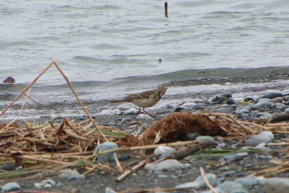 Щеврик японський - ML625909441