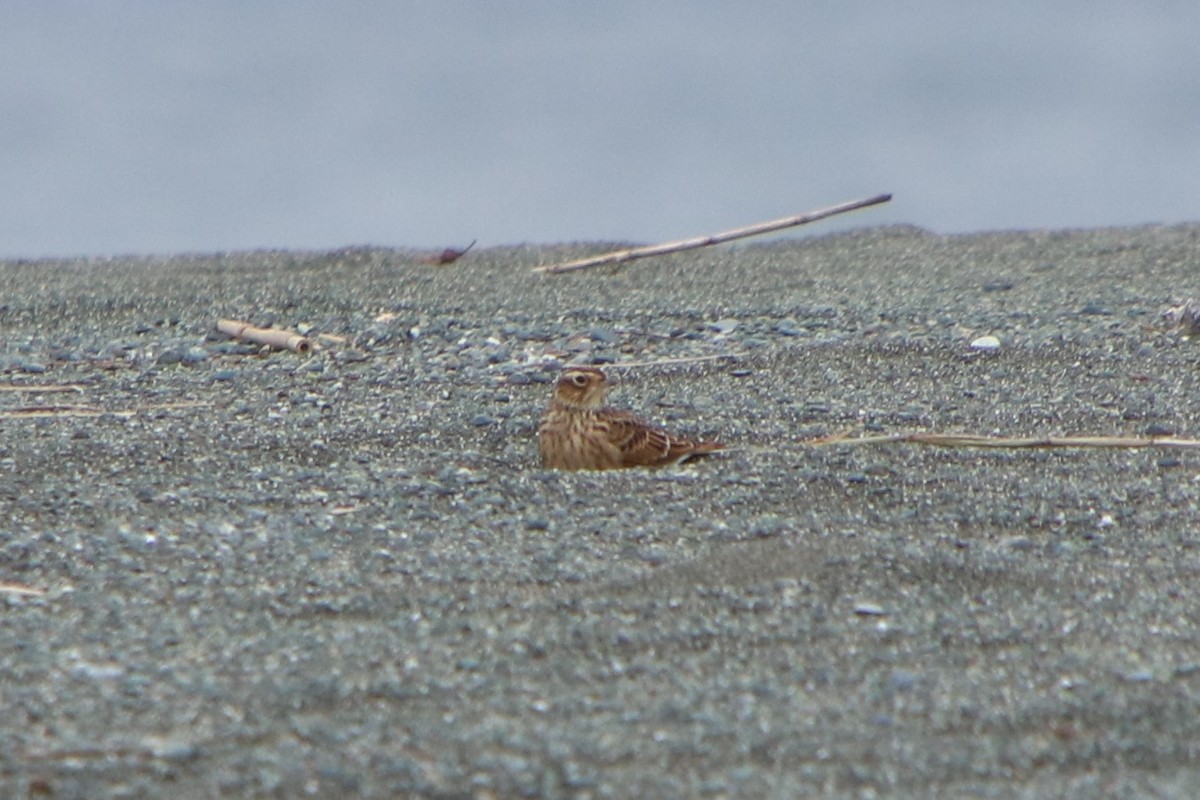 Жайворонок польовий (підвид japonica/intermedia) - ML625909490