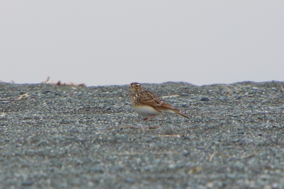 Жайворонок польовий (підвид japonica/intermedia) - ML625909521