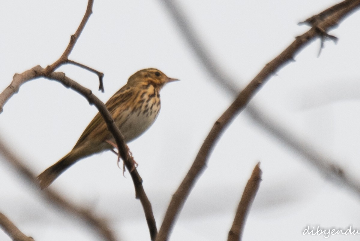 Olive-backed Pipit - ML625909525