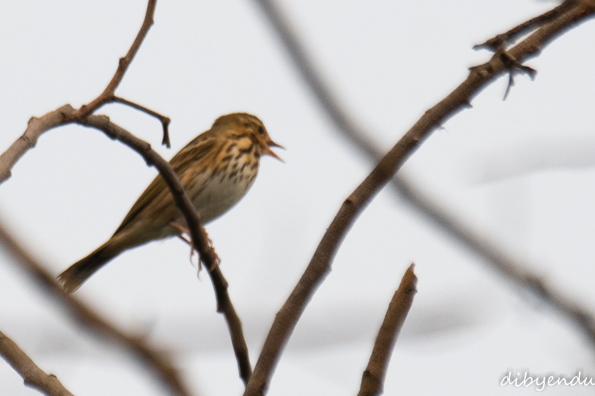 Olive-backed Pipit - ML625909526