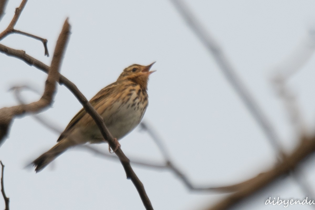 Olive-backed Pipit - ML625909527