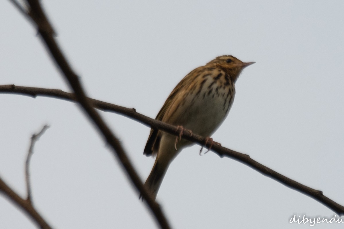 Olive-backed Pipit - ML625909528