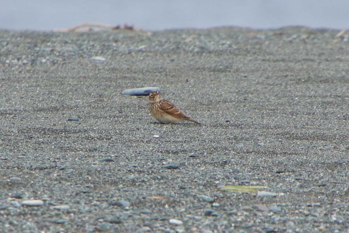 Жайворонок польовий (підвид japonica/intermedia) - ML625909544