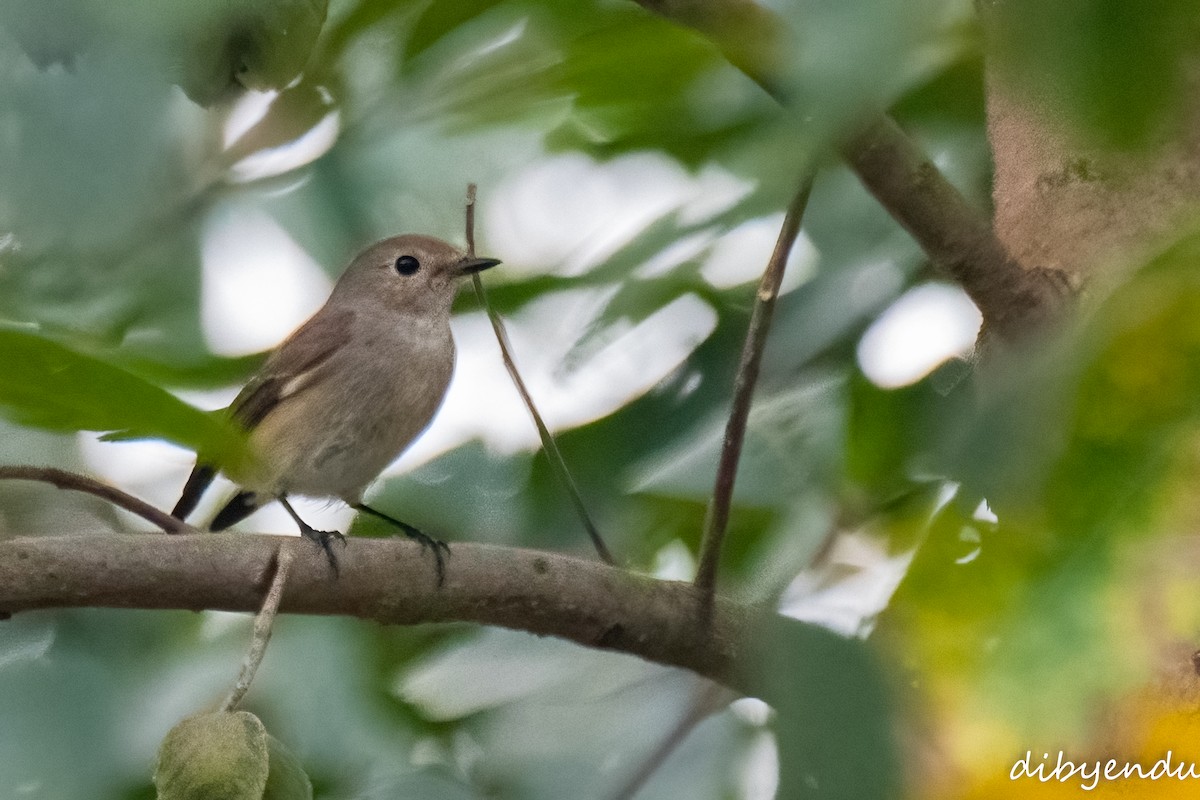 Taiga Flycatcher - ML625909564