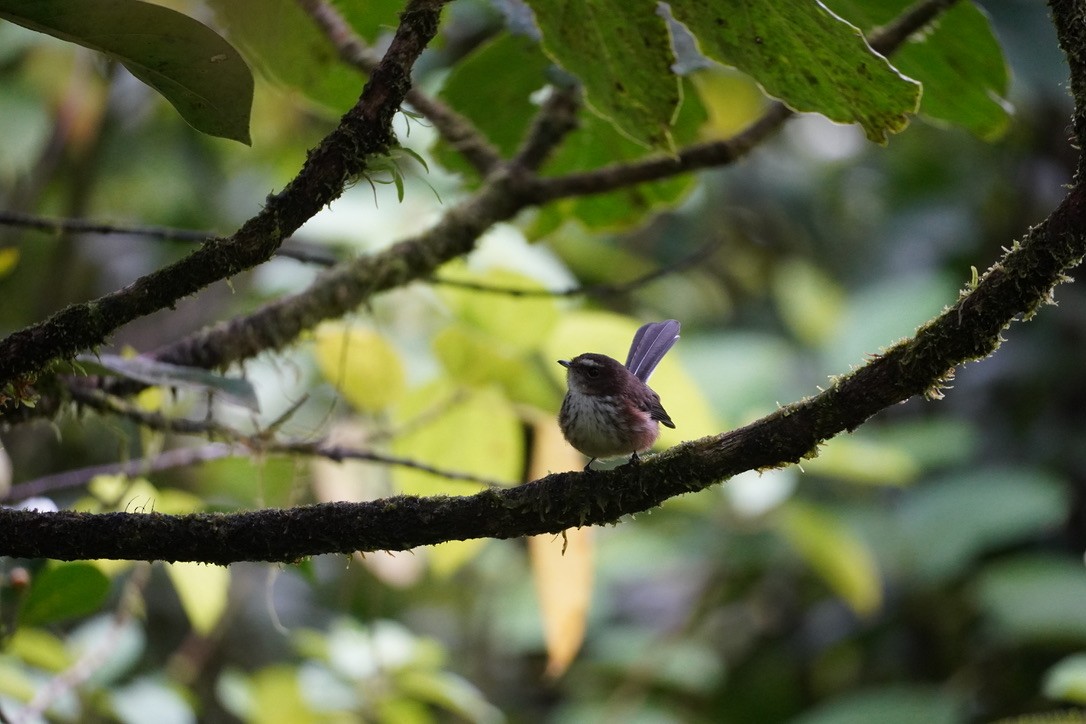 Fiji Streaked Fantail - ML625909572