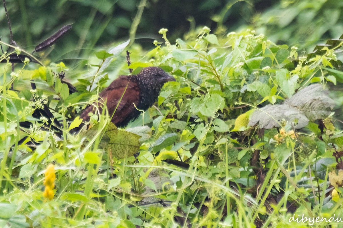 Lesser Coucal - ML625909575