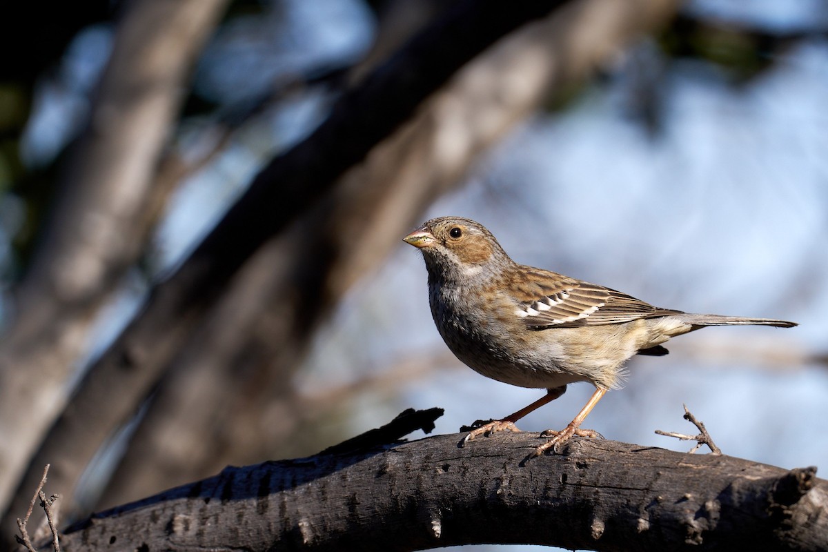 Mourning Sierra Finch - ML625909592