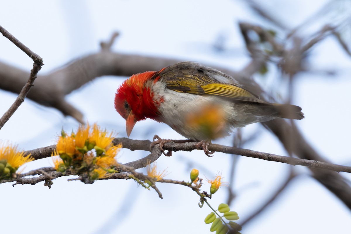 Red-headed Weaver - ML625909604