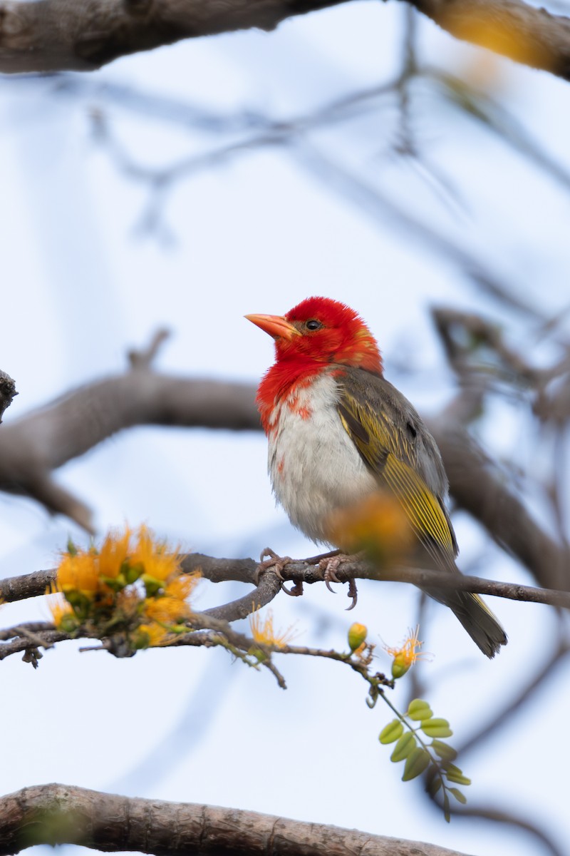 Red-headed Weaver - ML625909606