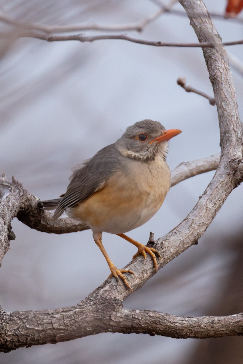 Kurrichane Thrush - ML625909616