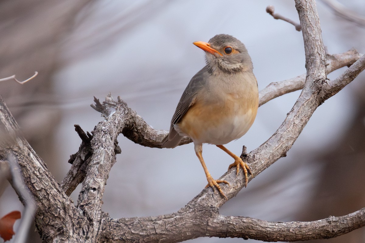 Kurrichane Thrush - ML625909617