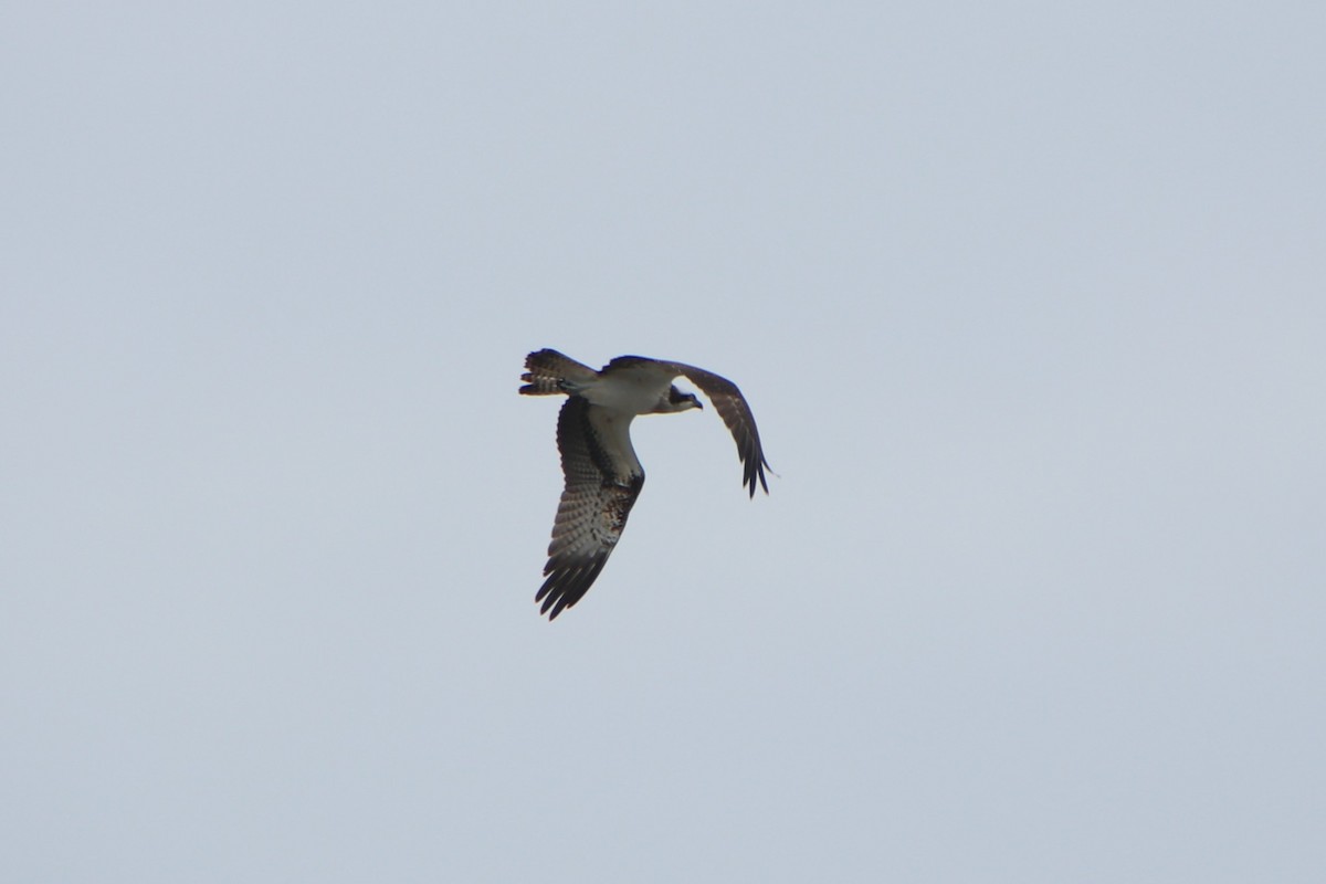 Скопа західна (підвид haliaetus) - ML625909621