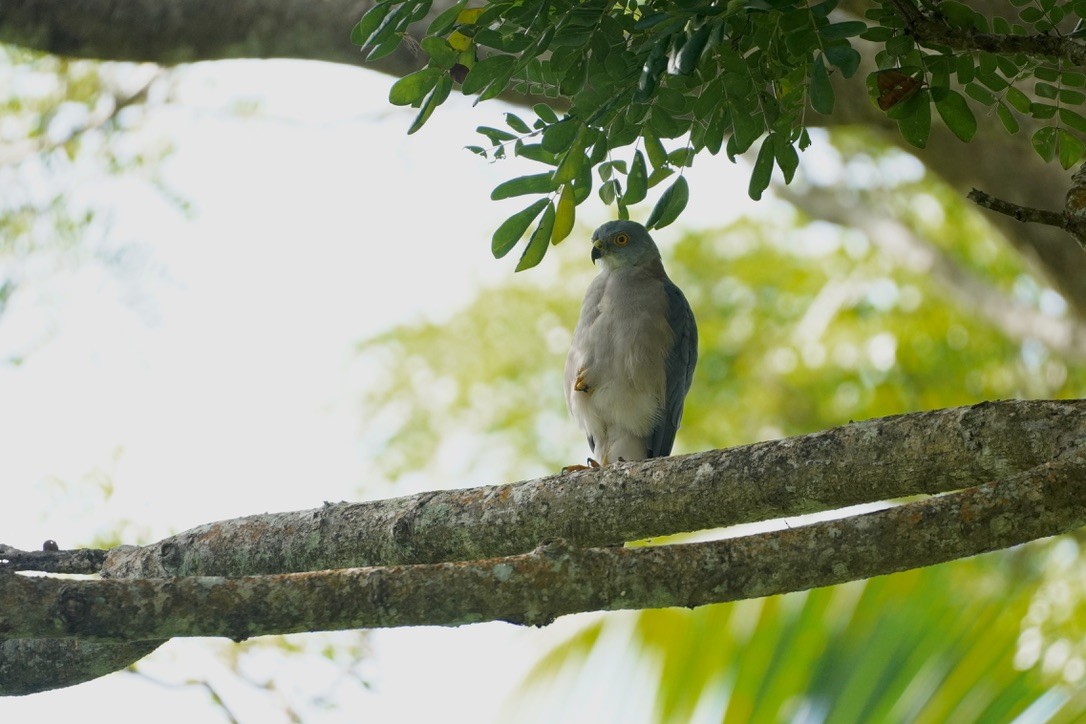 Fiji Goshawk - ML625909623