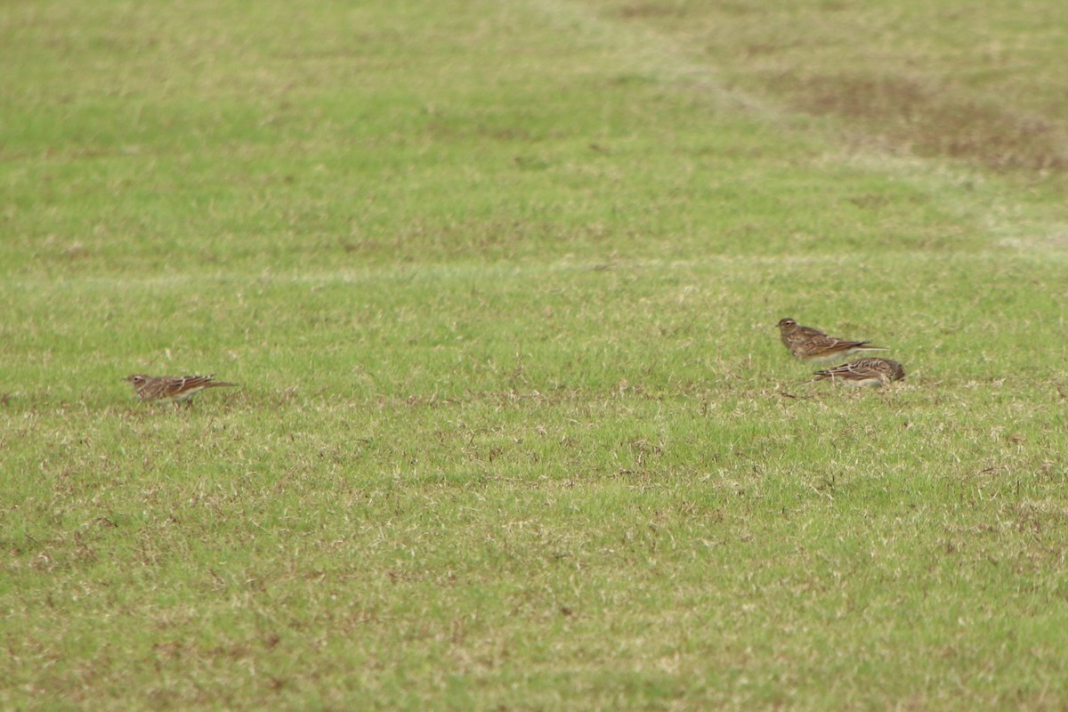 Жайворонок польовий (підвид japonica/intermedia) - ML625909628