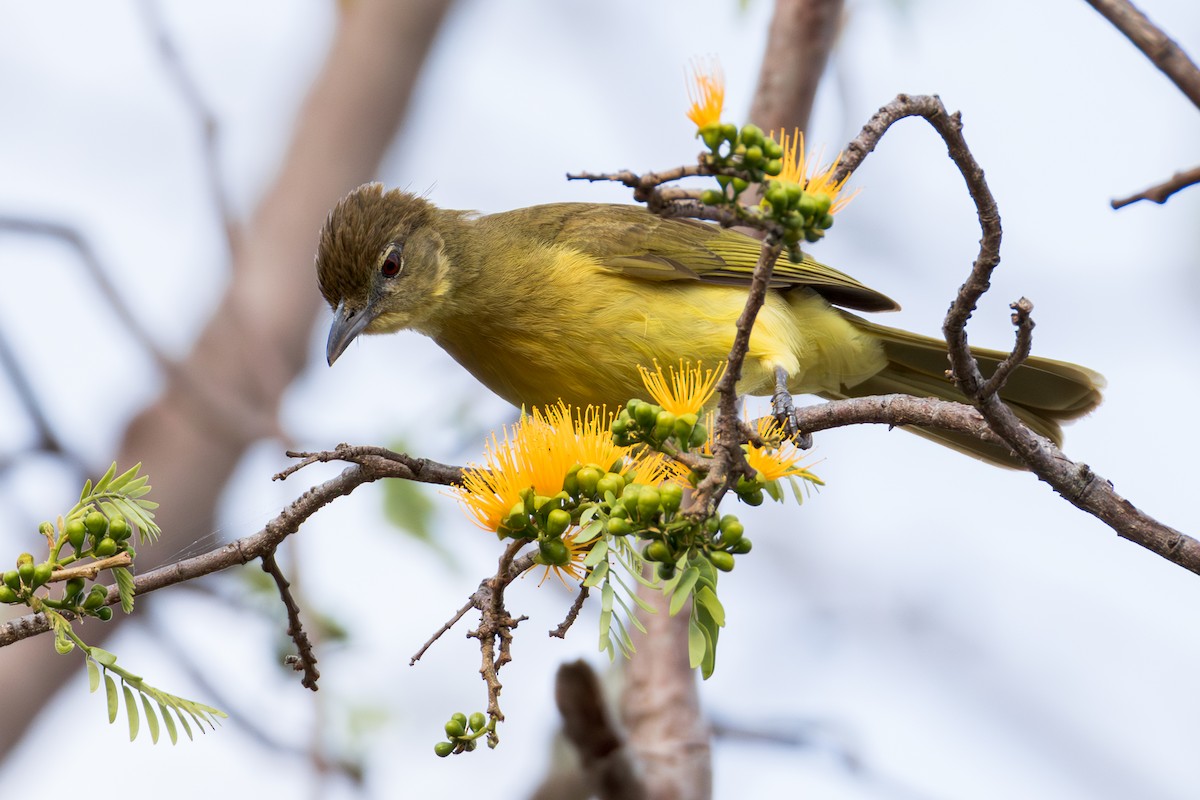 Yellow-bellied Greenbul - ML625909642