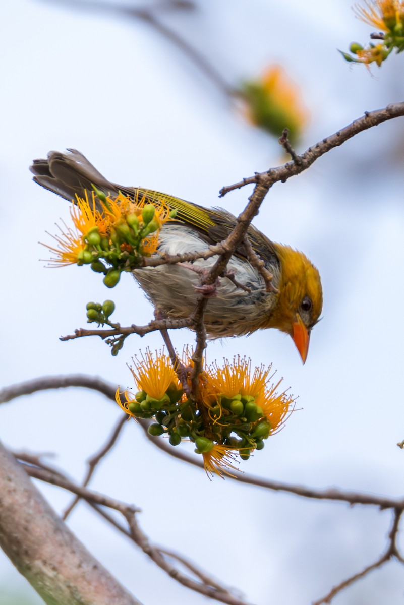 Red-headed Weaver - ML625909645