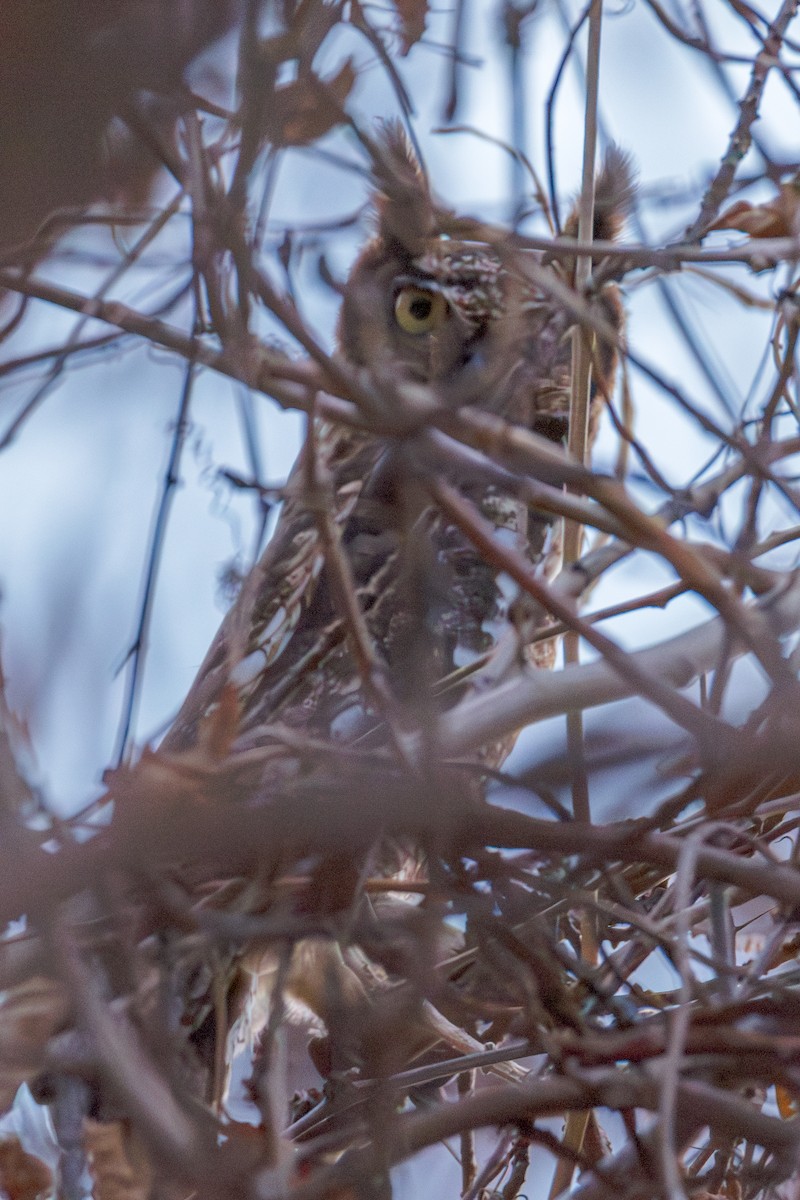 Spotted Eagle-Owl - ML625909674