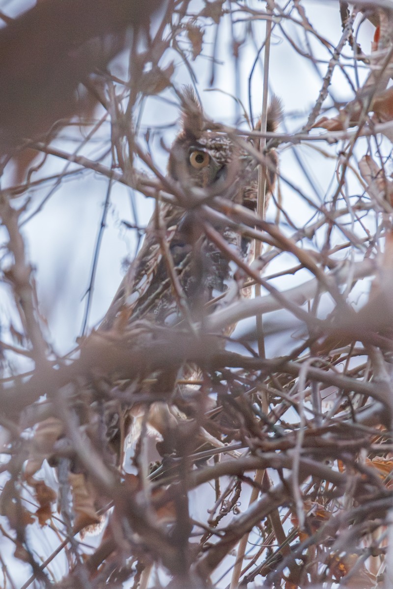 Spotted Eagle-Owl - ML625909675