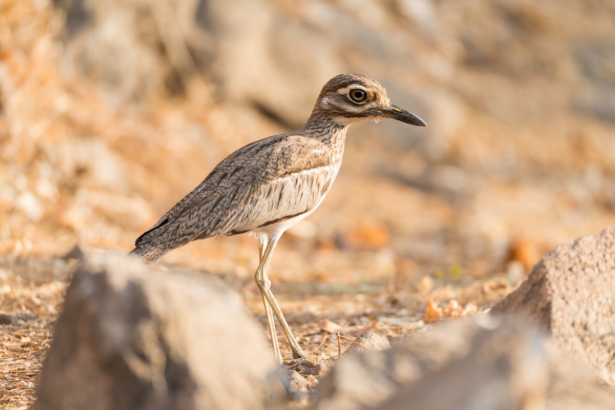 Water Thick-knee - ML625909677