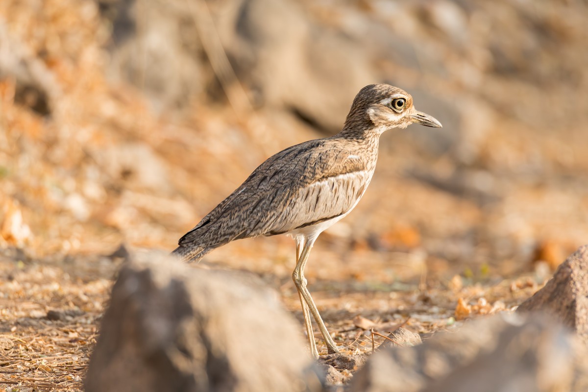 Water Thick-knee - ML625909678