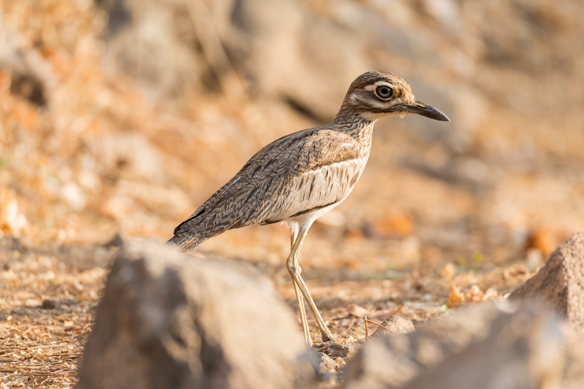 Water Thick-knee - ML625909679